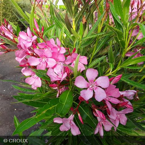 NERIUM oleander Rose