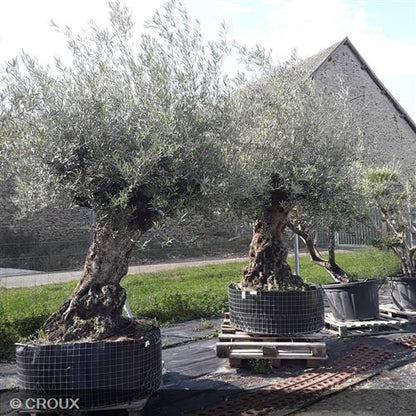 OLEA  europea  Arbequino