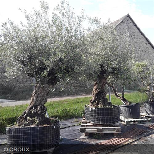 OLEA  europea