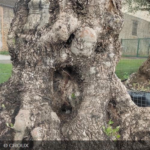 OLEA  europea  Arbequino