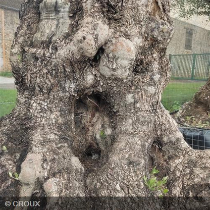 OLEA  europea  Arbequino
