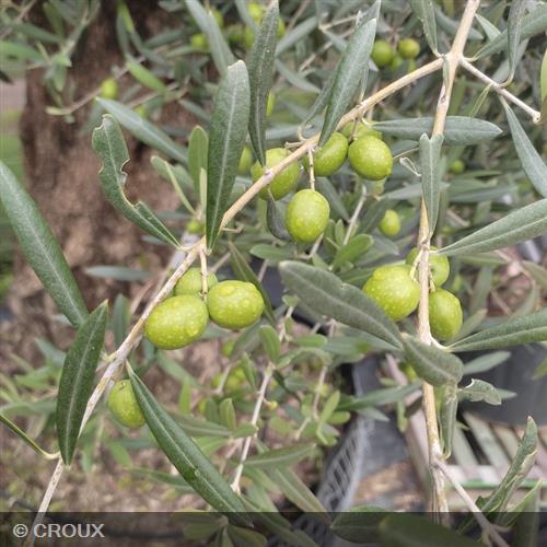 OLEA  europea  Bola