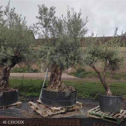 OLEA  europea  Arbequino
