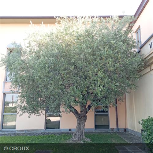 OLEA  europea  Arbequino