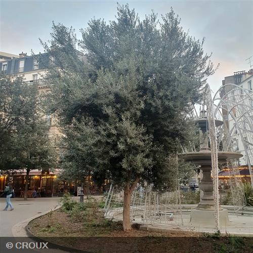 OLEA  europea  Bola