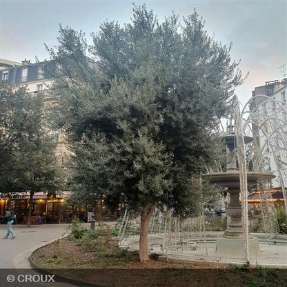 OLEA  europea  Bola