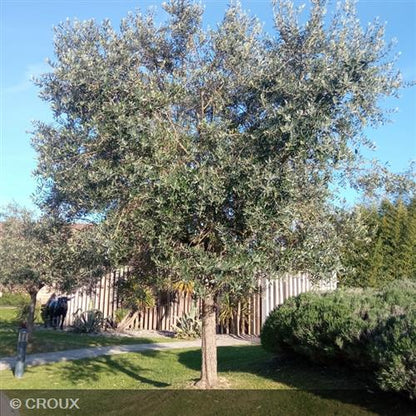 OLEA  europea  Arbequino