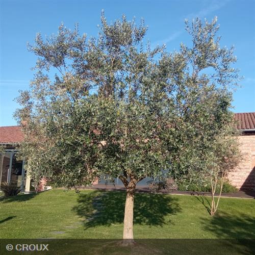 OLEA  europea