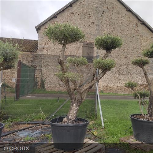 OLEA europea Plateau