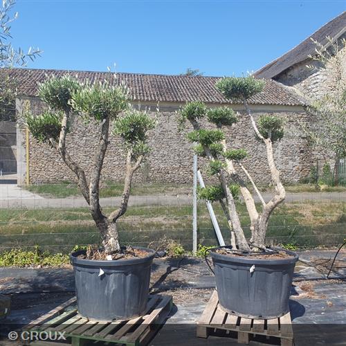 OLEA europea Plateau