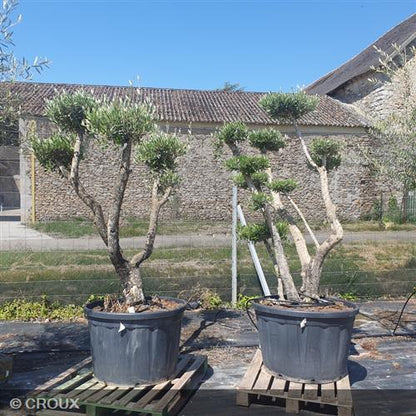 OLEA europea Plateau