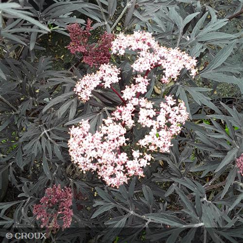 SAMBUCUS nigra 'Black Lace' ® eva