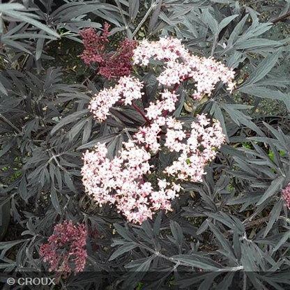 SAMBUCUS nigra 'Black Lace' ® eva