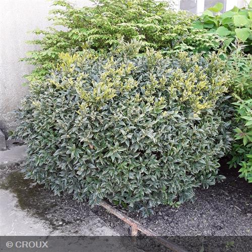 SARCOCCOCA hookeriana humilis 'Winter Gem'