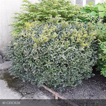 SARCOCCOCA hookeriana humilis 'Winter Gem'