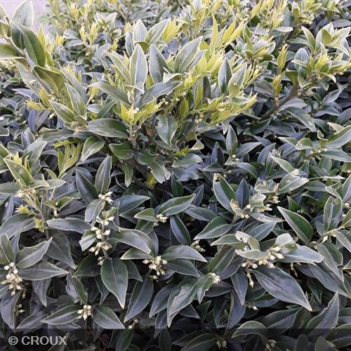SARCOCCOCA hookeriana humilis 'Winter Gem'