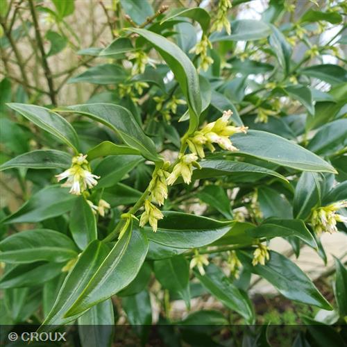 SARCOCCOCA hookeriana humilis 'Winter Gem'
