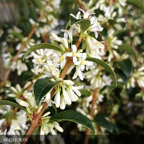 OSMANTHUS x burkwoodii
