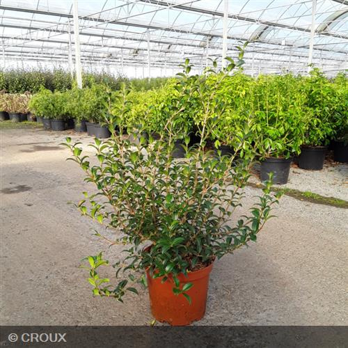 OSMANTHUS x burkwoodii