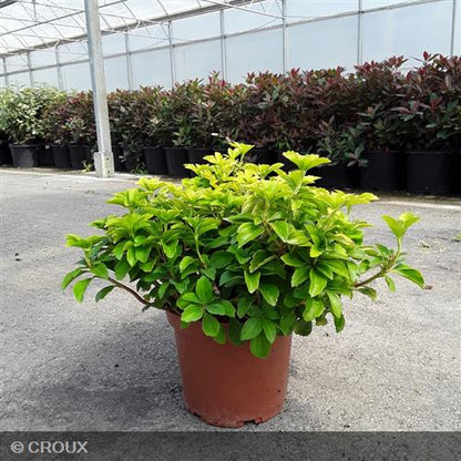 PACHYSANDRA terminalis Green sheen