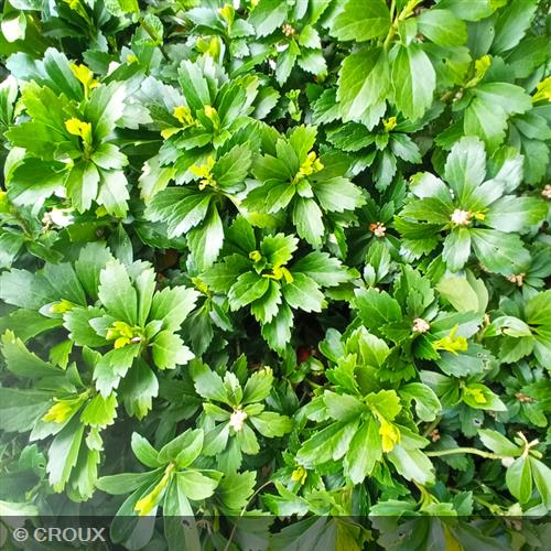 PACHYSANDRA terminalis Green sheen