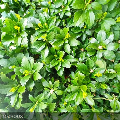 PACHYSANDRA terminalis Green sheen