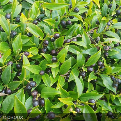 SARCOCCOCA hookeriana humilis 'Winter Gem'