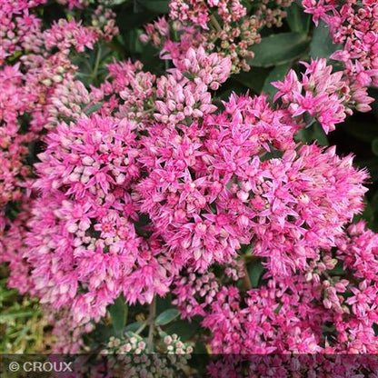 SEDUM spectabile 'Carl'