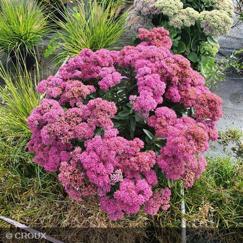 SEDUM spectabile 'Carl'