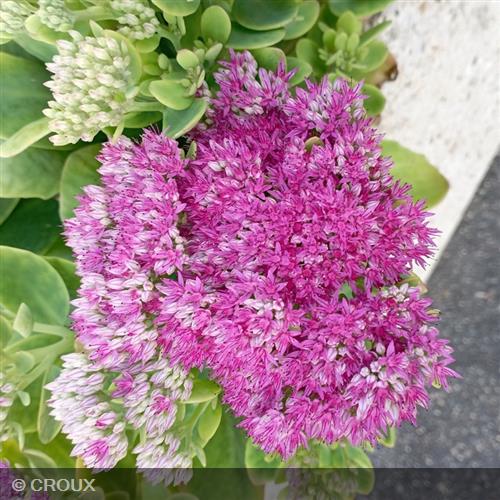 SEDUM spectabile 'Brilliant'