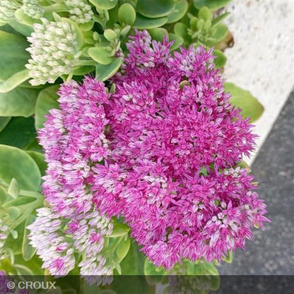 SEDUM spectabile 'Brilliant'