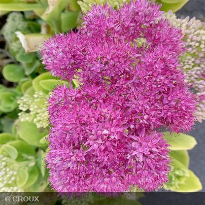 SEDUM spectabile 'Brilliant'