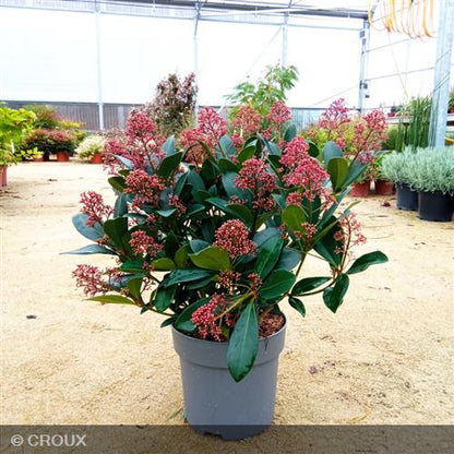 SKIMMIA japonica 'Rubella'