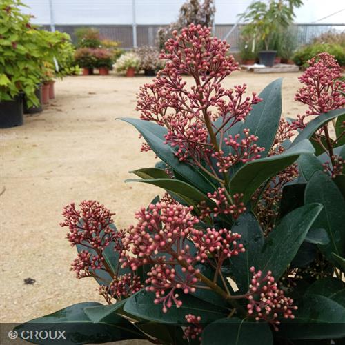SKIMMIA japonica 'Rubella'