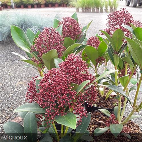 SKIMMIA japonica 'Rubella'