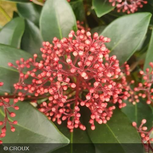 SKIMMIA japonica 'Rubella'