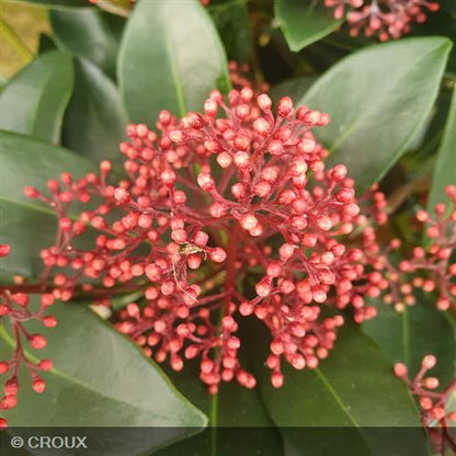 SKIMMIA japonica 'Rubella'