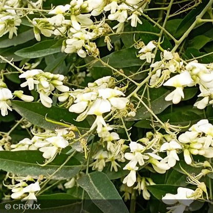 SOPHORA japonica 'Pendula'