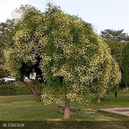 SOPHORA japonica 'Pendula'