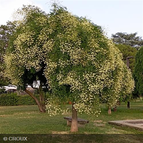 SOPHORA japonica 'Pendula'