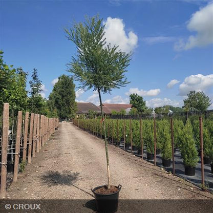 SOPHORA japonica