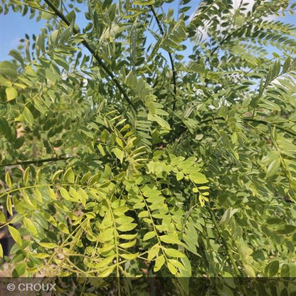 SOPHORA japonica