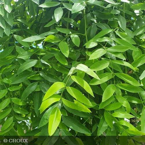 SOPHORA japonica