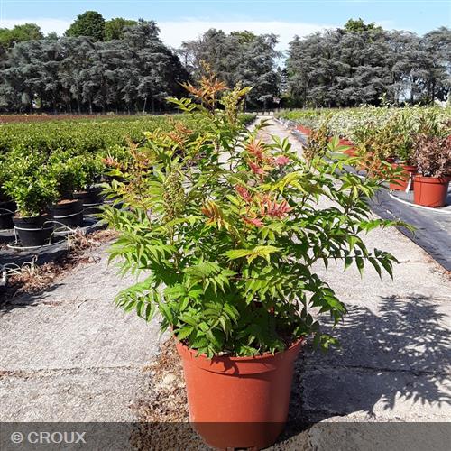 SORBARIA sorbifolia 'Sem'