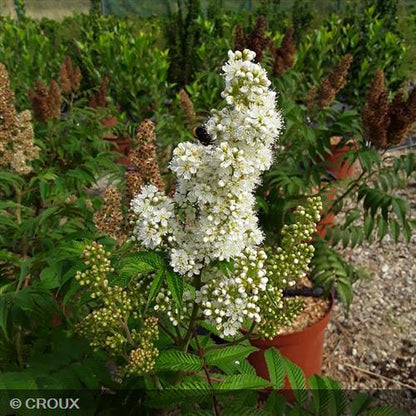 SORBARIA sorbifolia 'Sem'