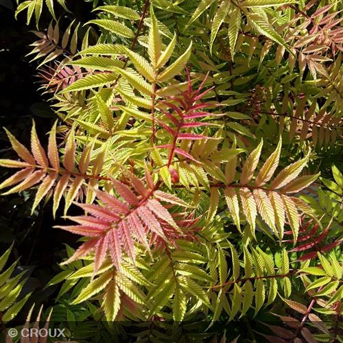 SORBARIA sorbifolia 'Sem'