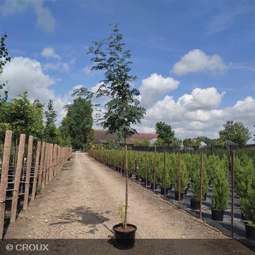 SORBUS aucuparia