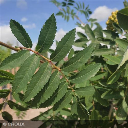 SORBUS aucuparia