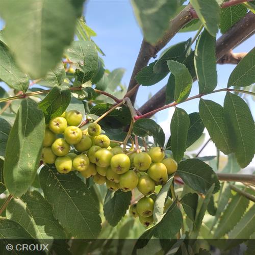 SORBUS aucuparia