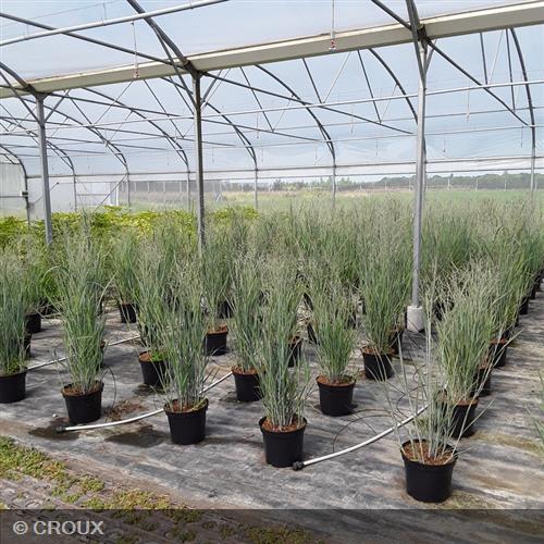 PANICUM virgatum 'Heavy Metal'